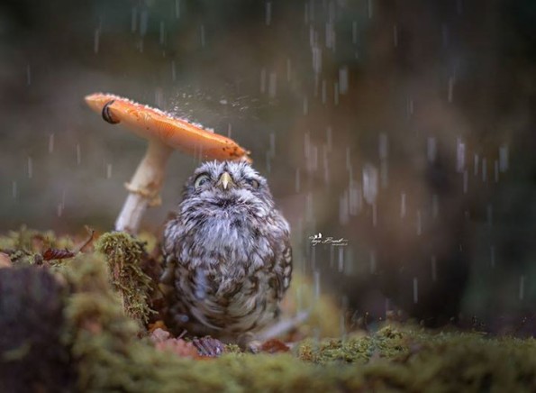 A beautiful tiny owl taking shelter from the rain underneath a mushroom. Great image by - Tanja Brandt