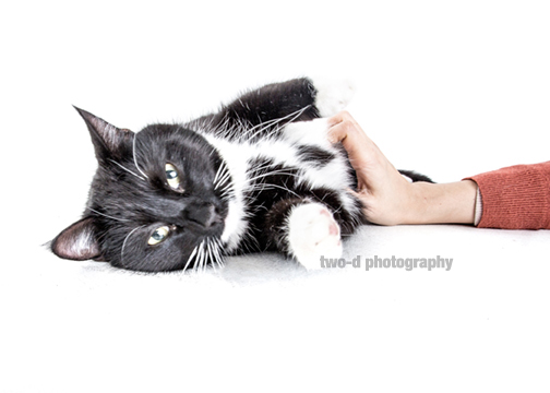 JamJarGill:Two D Photography - cat shoot - photo 3